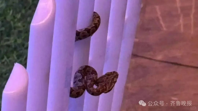 九寨沟酒店出现蝮蛇